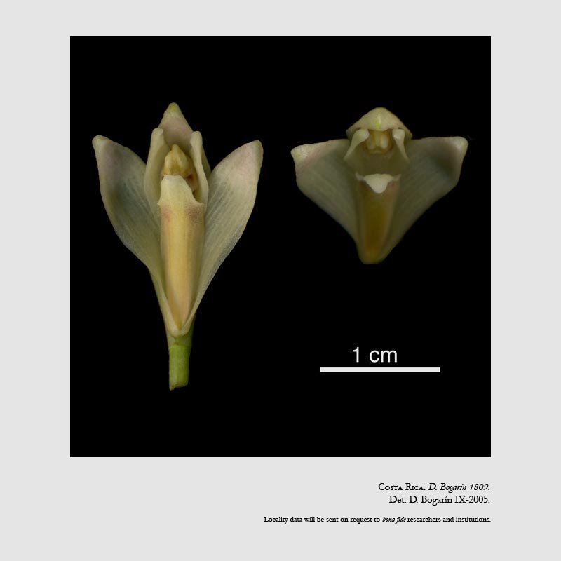 Maxillaria angustissima